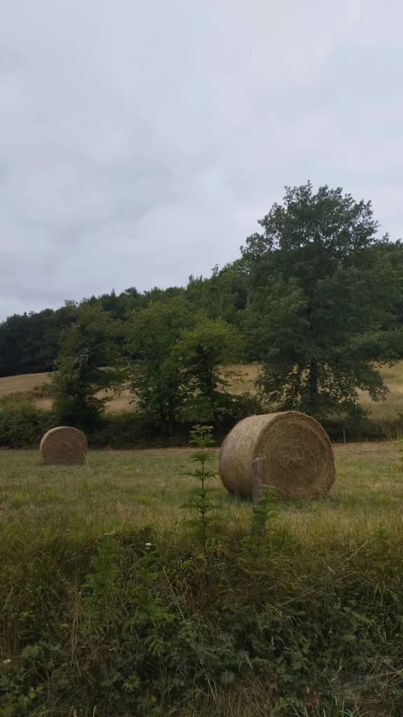 Two round hay bales in a meadow, in front of a line of trees.